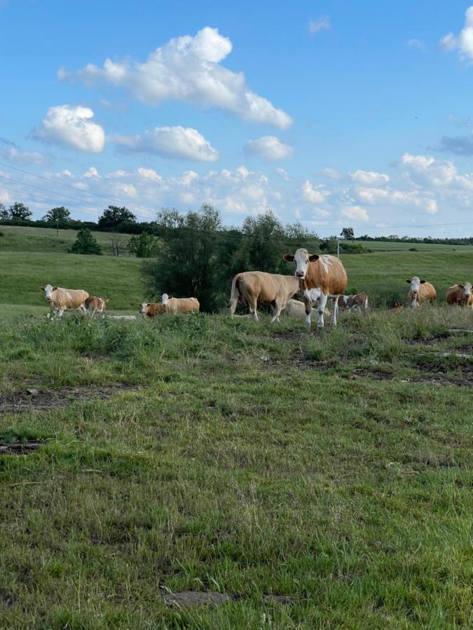 Naturnahes, Neu Moebl.Apartment, Hundefreundlich Neu Gaarz Екстер'єр фото